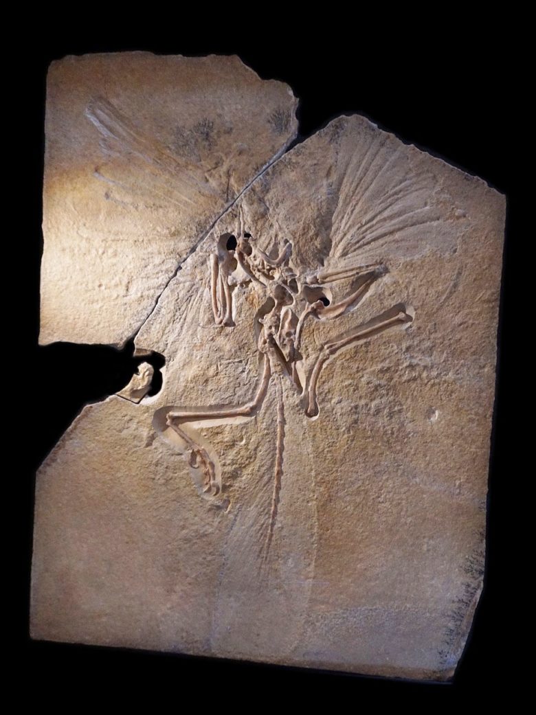 Archaeopteryx fossils, creation theory, evolution theory, intuguide.com