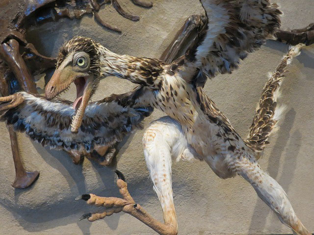 Archaeopteryx a Bird or a Dinosaur, Creation theory, Evolution theory, Did birds evolve from dinosaurs, Archaeopteryx Fossils, intuguide.com