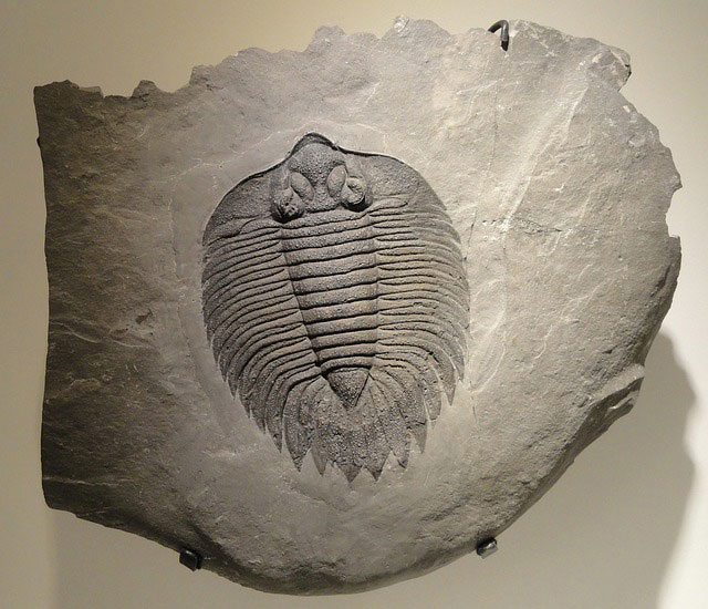 Trilobites fossils, Evolution Theory, Creation Theory, intuguide.com