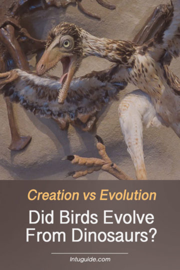 Creation vs Evolution Where Did Feathered Dinosaurs Come From