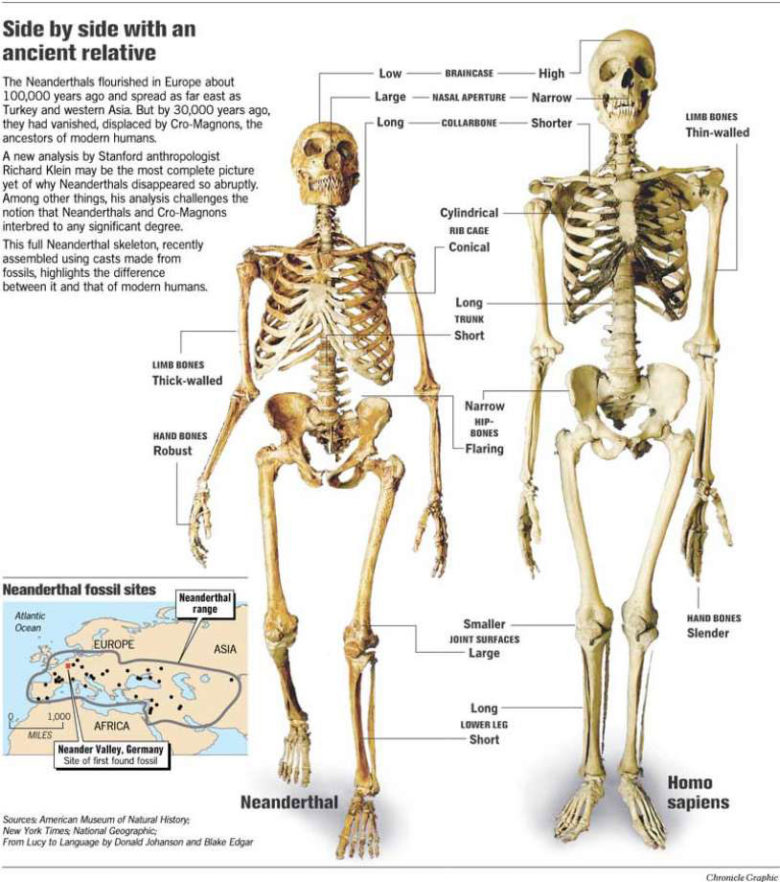 Neanderthal Skeleton Skulls Anatomy Ancient People, Neanderthal Fossil Sites