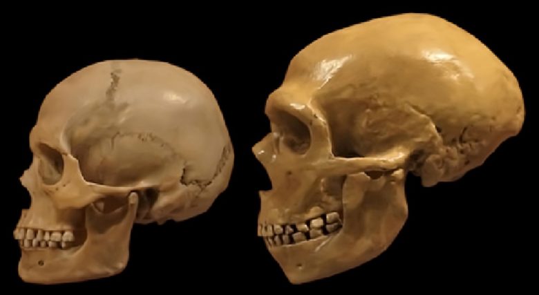 Skull Skeleton Anatomy Neanderthal Ancient People