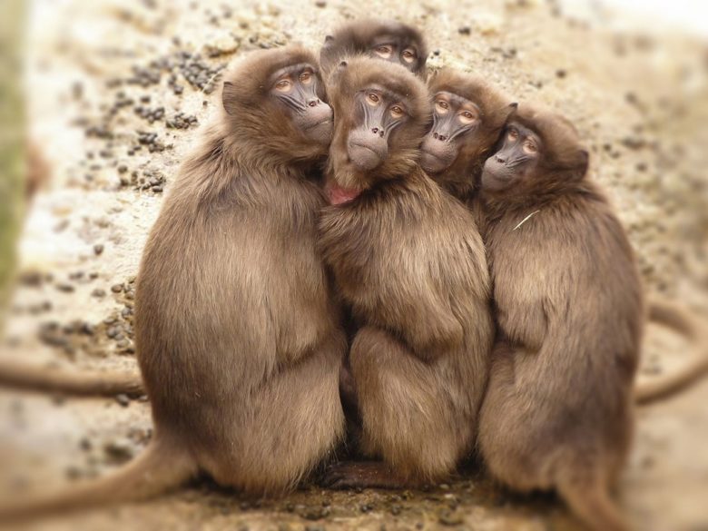 Animal skull, missing link, evolution transition forms, baboons monkeys, evolution. Five Monkey Huddled Together Outdoor during Daytime