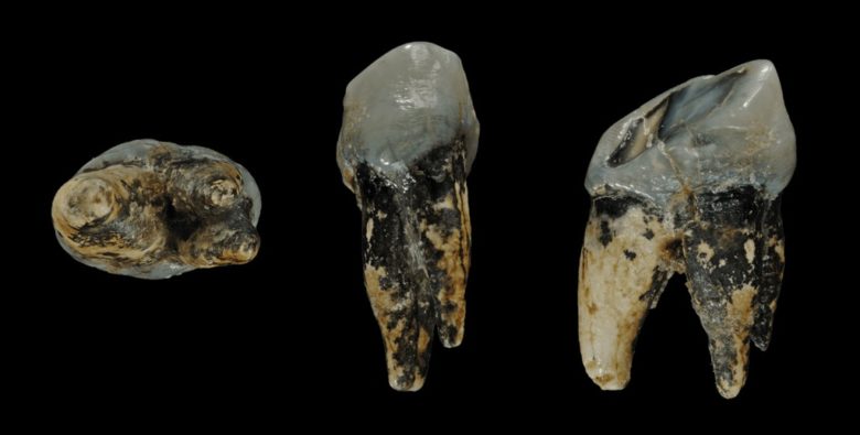 The Last Common Ancestors, Graecopithecus tooth